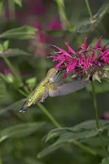 Attracted: Ruby-throated Hummingbird