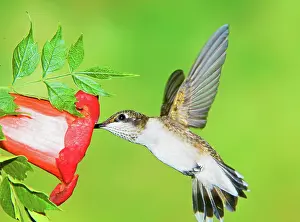 Pollinator: Ruby Throated Hummingbird