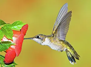 Pollinator: Ruby Throated Hummingbird