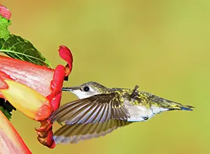 Pollinator: Ruby Throated Hummingbird