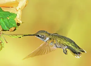 Pollinator: Ruby Throated Hummingbird
