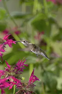 Attracted: Ruby-throated Hummingbird