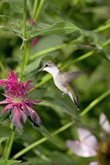 Attracted: Ruby-throated Hummingbird