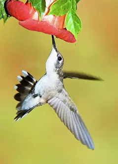 Pollinator: Ruby Throated Hummingbird