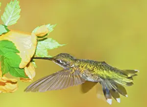 Pollinator: Ruby Throated Hummingbird