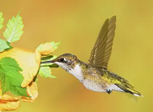 Pollinator: Ruby Throated Hummingbird