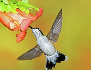 Nectar: Ruby Throated Hummingbird