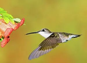 Nectar: Ruby Throated Hummingbird