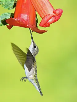 Nectar: Ruby Throated Hummingbird