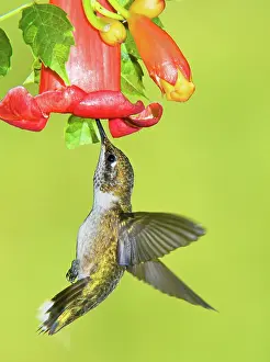 Nectar: Ruby Throated Hummingbird