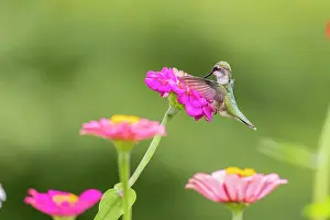 Nectaring: Ruby-throated hummingbird