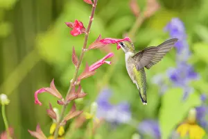 Nectaring: Ruby-throated hummingbird