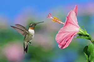 Archilochus: Ruby-throated Hummingbird (Archilochus colubris)