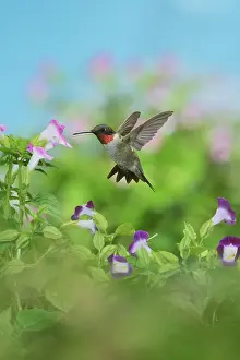 Archilochus: Ruby-throated Hummingbird (Archilochus colubris)