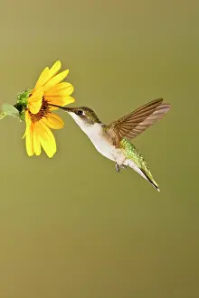 Archilochus: Ruby-throated Hummingbird (Archilochus colubris)