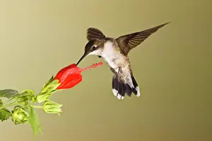 Migrating: Ruby-throated Hummingbird (Archilochus colubris)