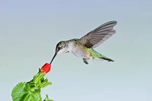 Archilochus: Ruby-throated Hummingbird (Archilochus colubris)