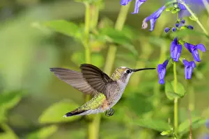 Ensign: Ruby-throated Hummingbird (Archilochus colubris)