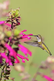 Fuchsia: Ruby-throated Hummingbird (Archilochus colubris)