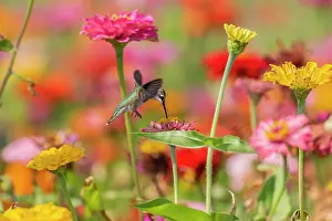 Archilochus: Ruby-throated Hummingbird (Archilochus colubris)
