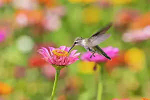Archilochus: Ruby-throated Hummingbird (Archilochus colubris)