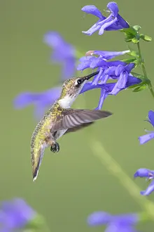 Ensign: Ruby-throated Hummingbird (Archilochus colubris)