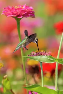 Fuchsia: Ruby-throated Hummingbird (Archilochus colubris)