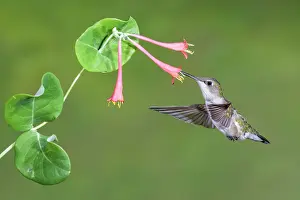 Archilochus: Ruby-throated Hummingbird Archilochus colubris feeding