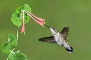 Archilochus: Ruby-throated Hummingbird Archilochus colubris feeding