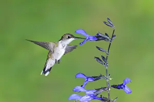 Archilochus: Ruby-throated Hummingbird Archilochus colubris Female