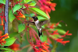 Nectar: Ruby-throated Hummingbird (Archilochus colubris) hovering
