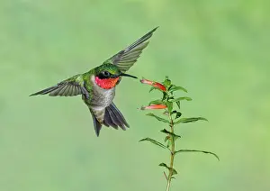 240517: Ruby-throated Hummingbird Archilochus colubris Male in