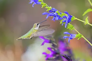 Nectaring: Ruby-throated hummingbird at blue ensign salvia