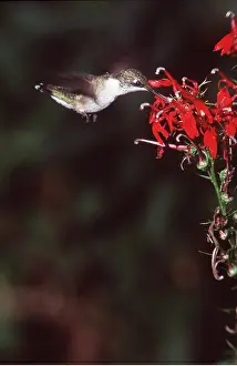 Nectar: RUBY-THROATED HUMMINGBIRD - feeding on flower