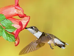 Tubular: Ruby-Throated Hummingbird (Female)