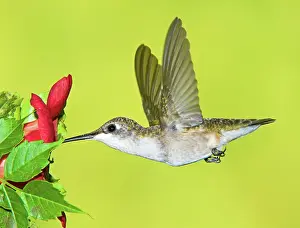 Tubular: Ruby-Throated Hummingbird (Female)
