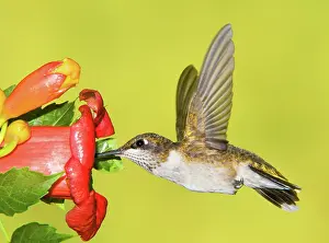 Tubular: Ruby-Throated Hummingbird (Female)