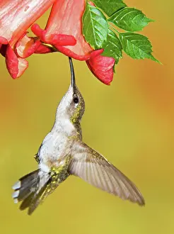 Tubular: Ruby-Throated Hummingbird (Female)
