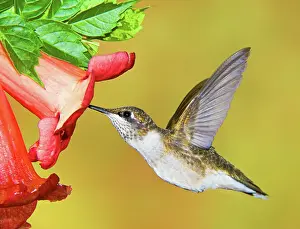 Tubular: Ruby-Throated Hummingbird (Female)