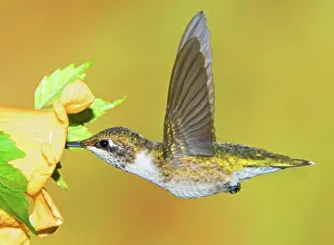 Tubular: Ruby-Throated Hummingbird (Female)