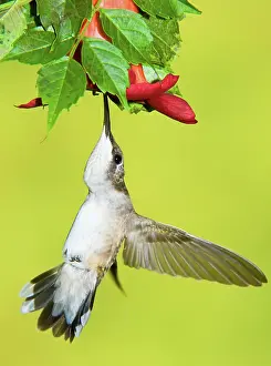 Tubular: Ruby-Throated Hummingbird (Female)