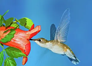 Hummer: Ruby Throated Hummingbird Female