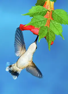 Hummer: Ruby Throated Hummingbird Female