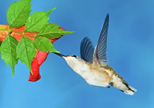 Hummer: Ruby Throated Hummingbird Female