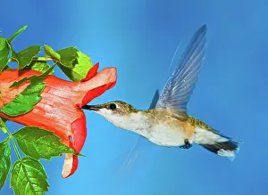 Hummer: Ruby Throated Hummingbird Female
