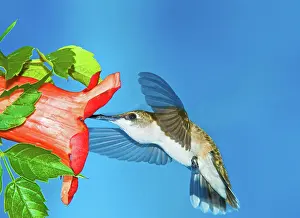 Hummer: Ruby Throated Hummingbird Female