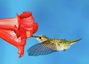 Hummer: Ruby Throated Hummingbird Female