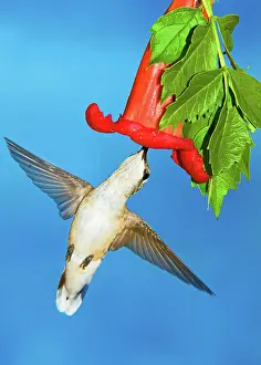 Hummer: Ruby Throated Hummingbird Female
