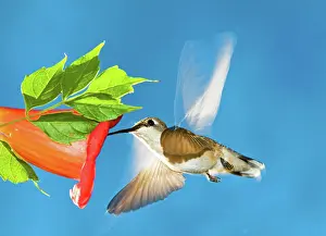 Hummer: Ruby Throated Hummingbird Female