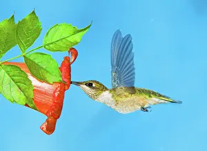 Hummer: Ruby Throated Hummingbird Female